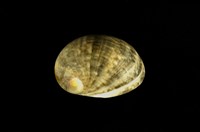 藏品(玉女蜑螺)的圖片